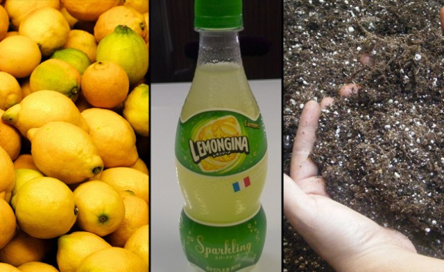 Lemon or dirt flavored? Lemongina is the blue dress of the soft drink world 【Taste Test】